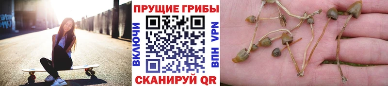 Псилоцибиновые грибы Psilocybine cubensis  Купить закладки  Среднеколымск 